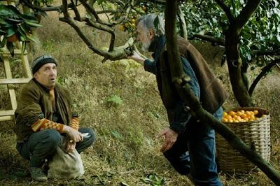 Mandarinas Mandarinas