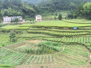 Agricultura de terrazas