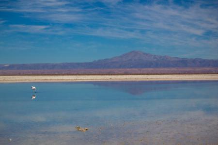 Laguna Chaxa - Atacama