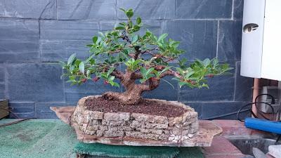 Ficus Retusa : 2016