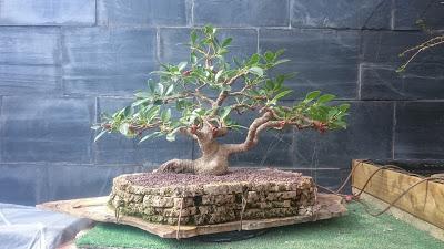 Ficus Retusa : 2016