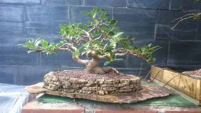 Ficus Retusa : 2016