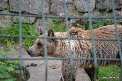 Senda del Oso