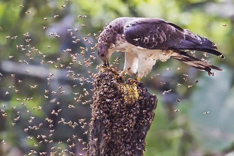 CURIOSIDADES: EL HALCÓN ABEJERO - TRIVIA: THE HONEY BUZZARD.