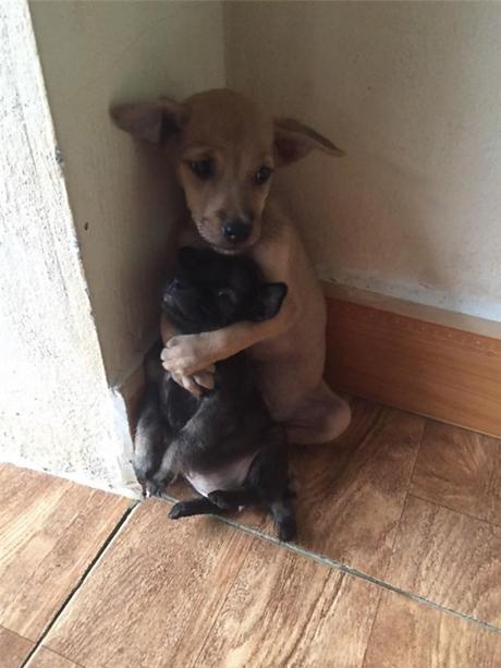 El abrazo de dos cachorros abandonados.