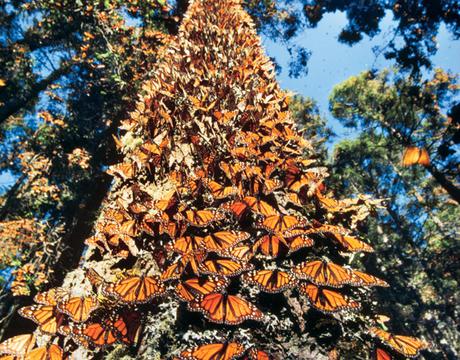 Matemáticas para explicar el largo viaje de las mariposas monarca