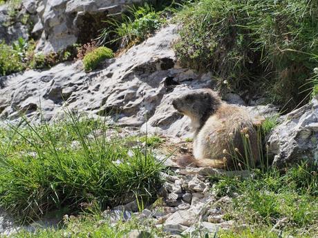 Marmotas cerca de la cabaña de eléctricas. Barranco de Lapazosa