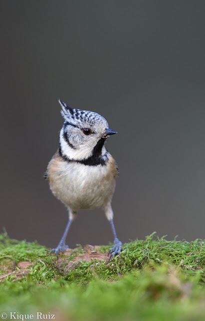 Fotografía de fauna recomendaciones