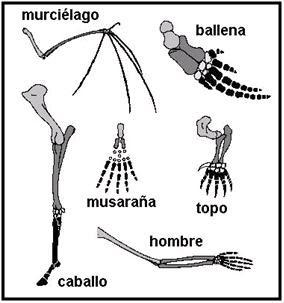 Anatamía comparada: Analogía y homología