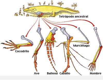 Anatamía comparada: Analogía y homología