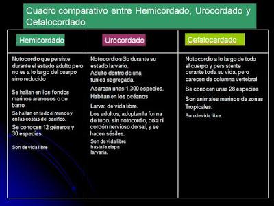 Cordados Cordados
