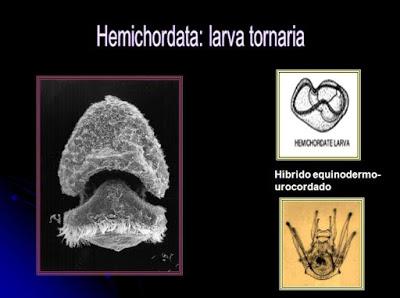 Cordados Cordados