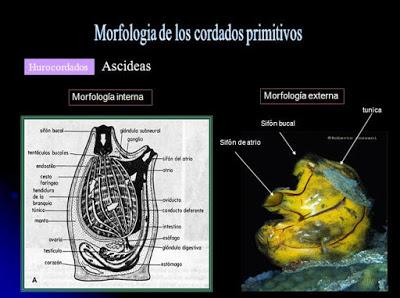 Cordados Cordados