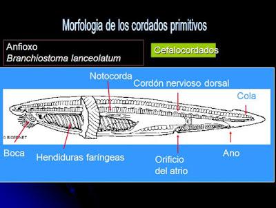 Cordados