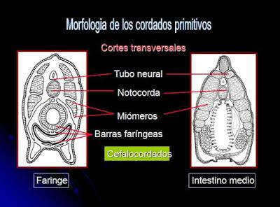 Cordados