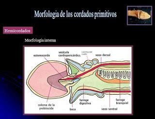 Cordados