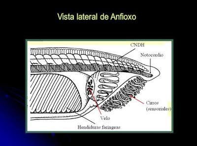 Cordados