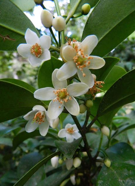 Ruta de la Camelia: El jardín de La Saleta en verano de 2016. Camellia Route: Saleta's Garden in summer, 2016.