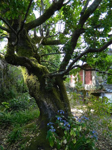 Ruta de la Camelia: El jardín de La Saleta en verano de 2016. Camellia Route: Saleta's Garden in summer, 2016.