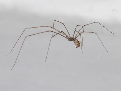 ¿Arañas en casa? - Paperblog