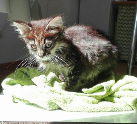 Animales abandonados IMG-20160810-WA0008