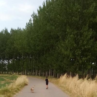 Animales abandonados IMG_20160721_204913