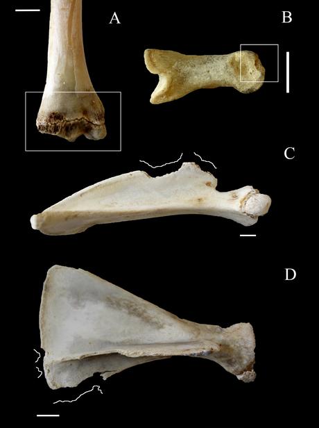 Identificación de paleococineros por las marcas en los huesos Ciencia y Alimentación. Identificación de paleococineros por las marcas en los huesos. Rafael Barzanallana