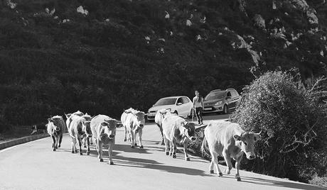 Vacas en la carretera a Lagos