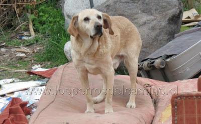 Perro labrador abandonado.