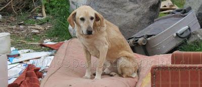 Perro labrador abandonado.