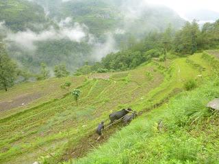 ANNAPURNA BASE CAMP ETAPA 5: CHOMRONG (2170 m) - POKHARA (820 m)