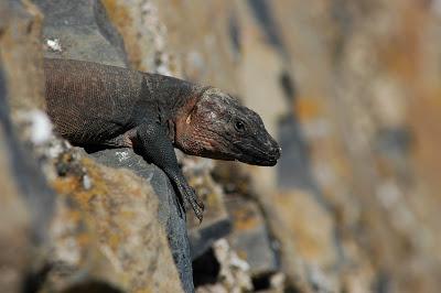 Los gigantes de las Hespérides. Reptiles gigantes de las islas Canarias