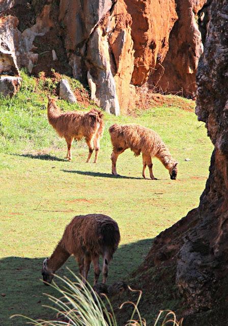 Llama Parque de la Naturaleza de Cabárceno