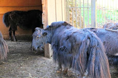 Yak Parque de la Naturaleza de Cabárceno