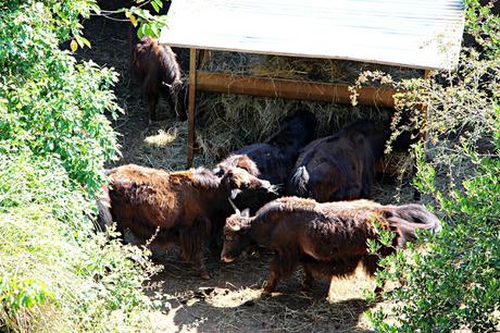 Yak Parque de la Naturaleza de Cabárceno