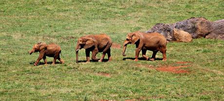 Elefante africano Parque de la Naturaleza de Cabárceno