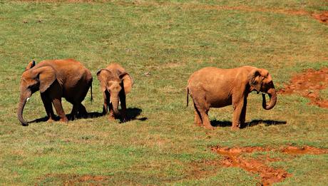 Elefante africano Parque de la Naturaleza de Cabárceno