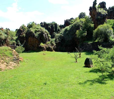 Guepardo Parque de la Naturaleza de Cabárceno