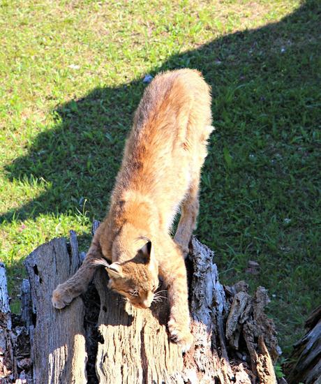 Lince Ibérico Parque de la Naturaleza de Cabárceno