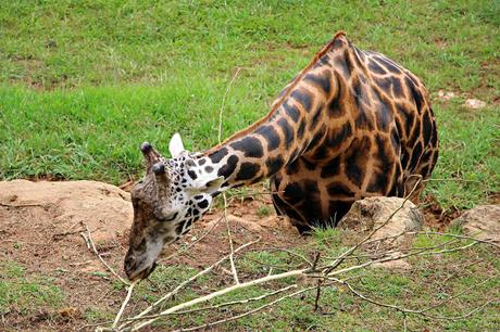 Jirafa de Rothschild Parque de la Naturaleza de Cabárceno