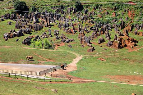 Elefante africano Parque de la Naturaleza de Cabárceno