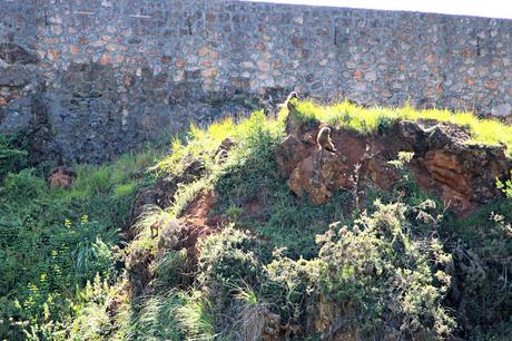 Papión oliva Parque de la Naturaleza de Cabárceno. La Fauna africana en semilibertad