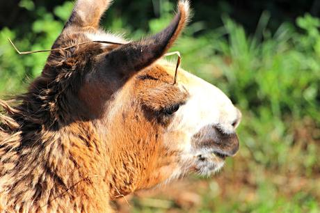 Llama Parque de la Naturaleza de Cabárceno
