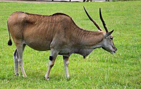 Camello Parque de la Naturaleza de Cabárceno