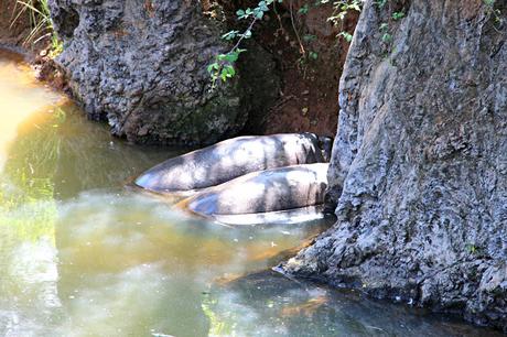 Hipopótamo pigmeo Parque de la Naturaleza de Cabárceno