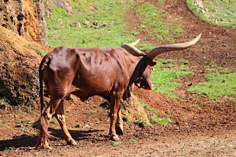 Vaca Watusi Parque de la Naturaleza de Cabárceno