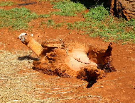Llama Parque de la Naturaleza de Cabárceno