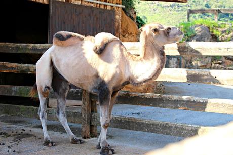 Camello Parque de la Naturaleza de Cabárceno