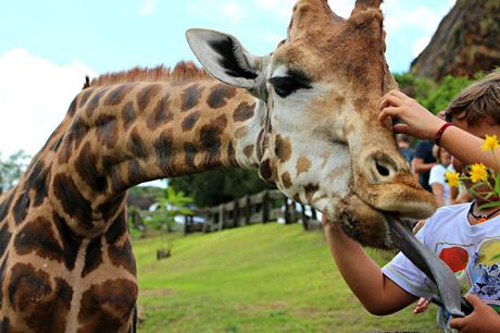 Jirafa de Rothschild Parque de la Naturaleza de Cabárceno