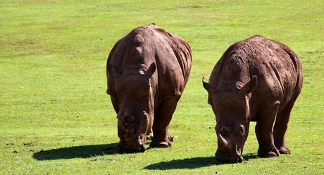Rinoceronte blanco Parque de la Naturaleza de Cabárceno
